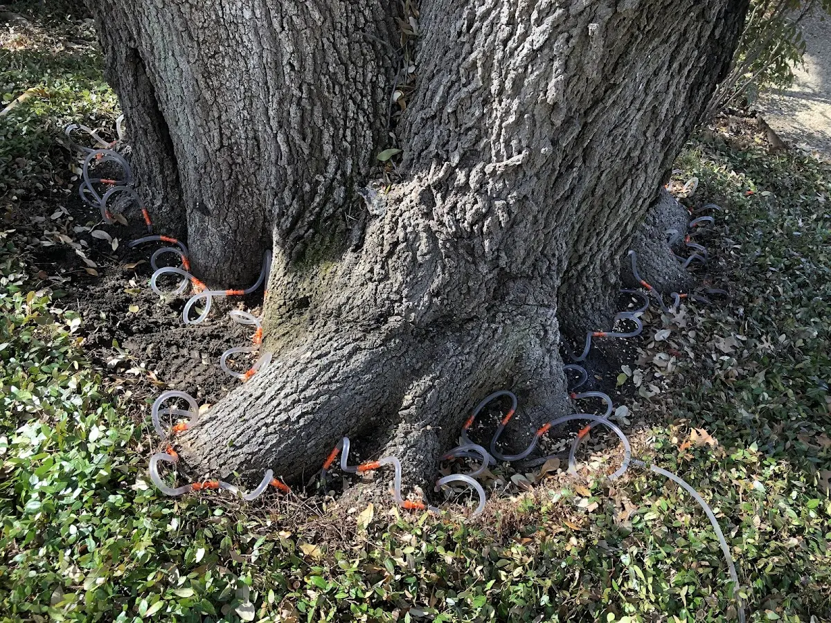 Detailed Tree Cabling and Bracing job site in Berryville