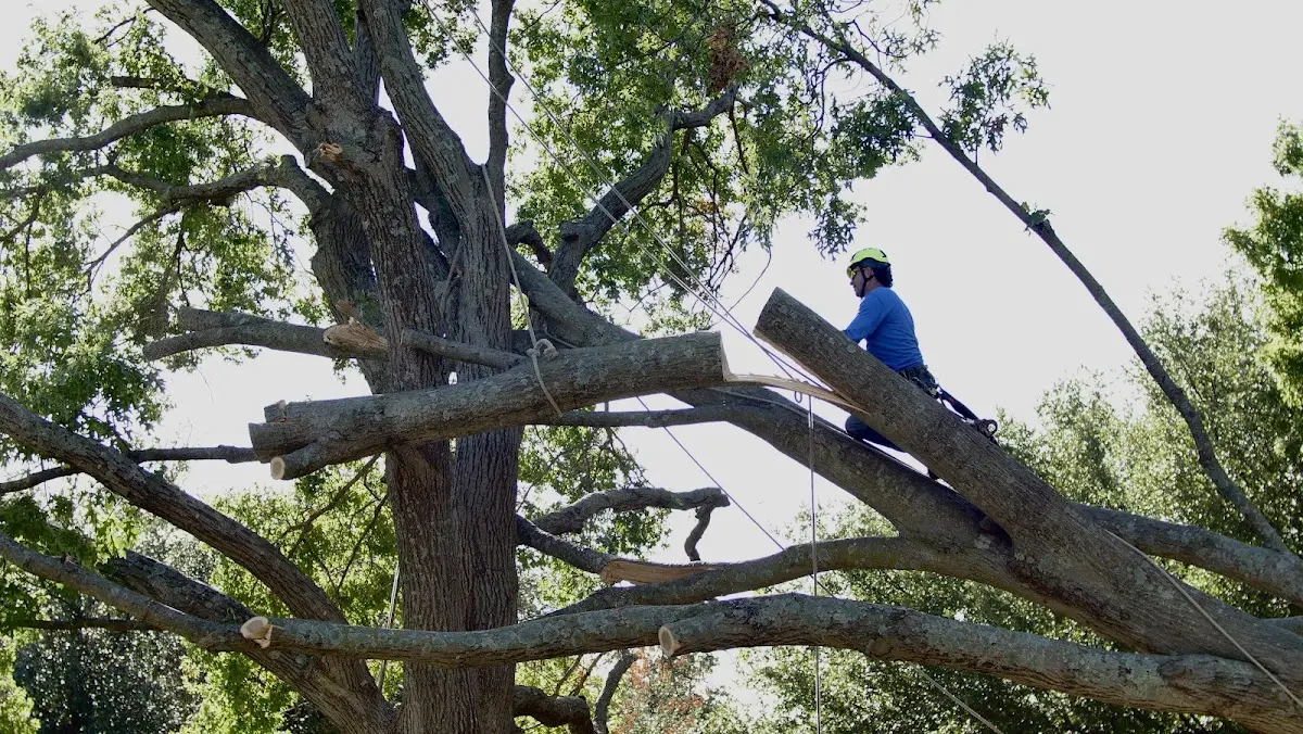 Professional Crown Thinning performed by certified arborists in Berryville