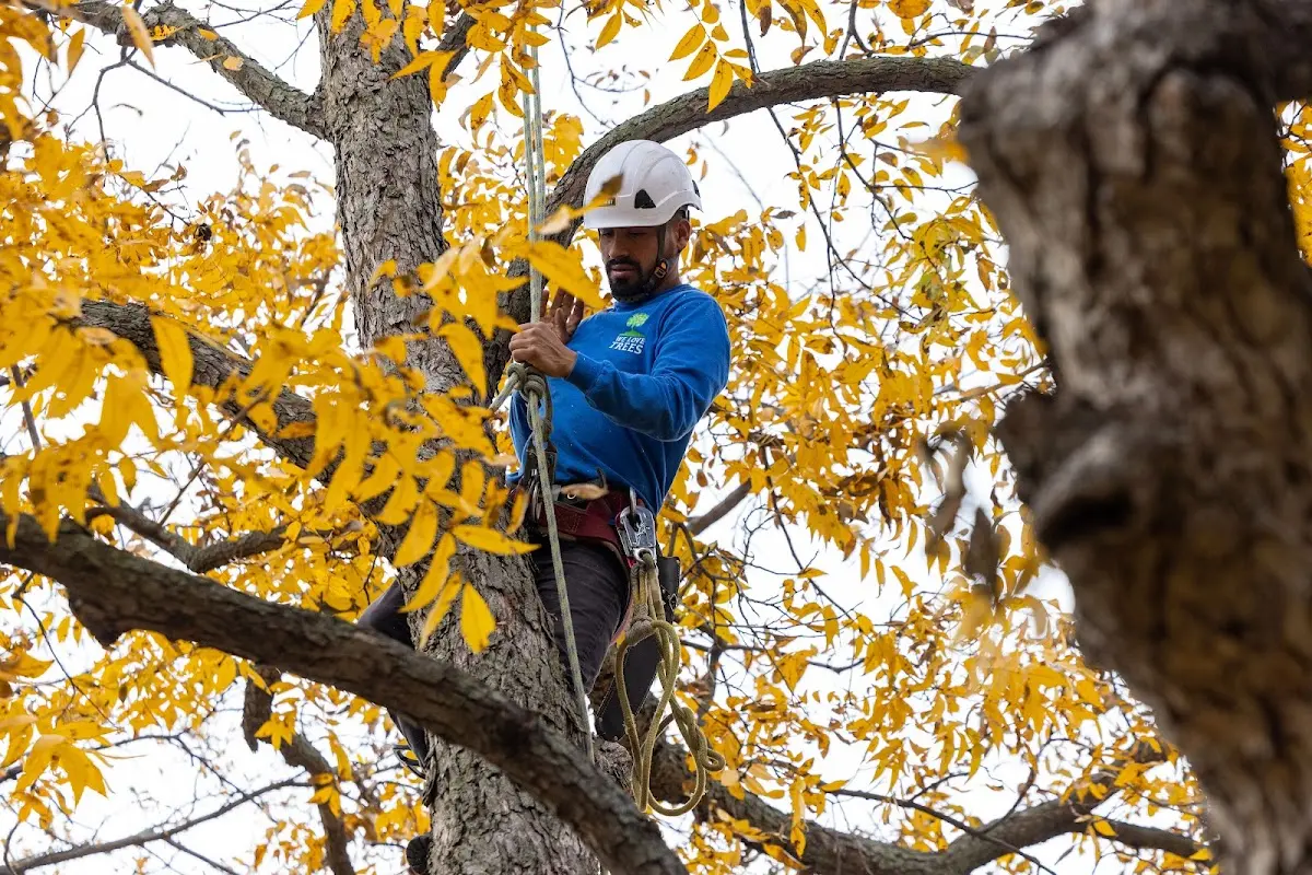 Skilled Tree Trimming crew working in Berryville